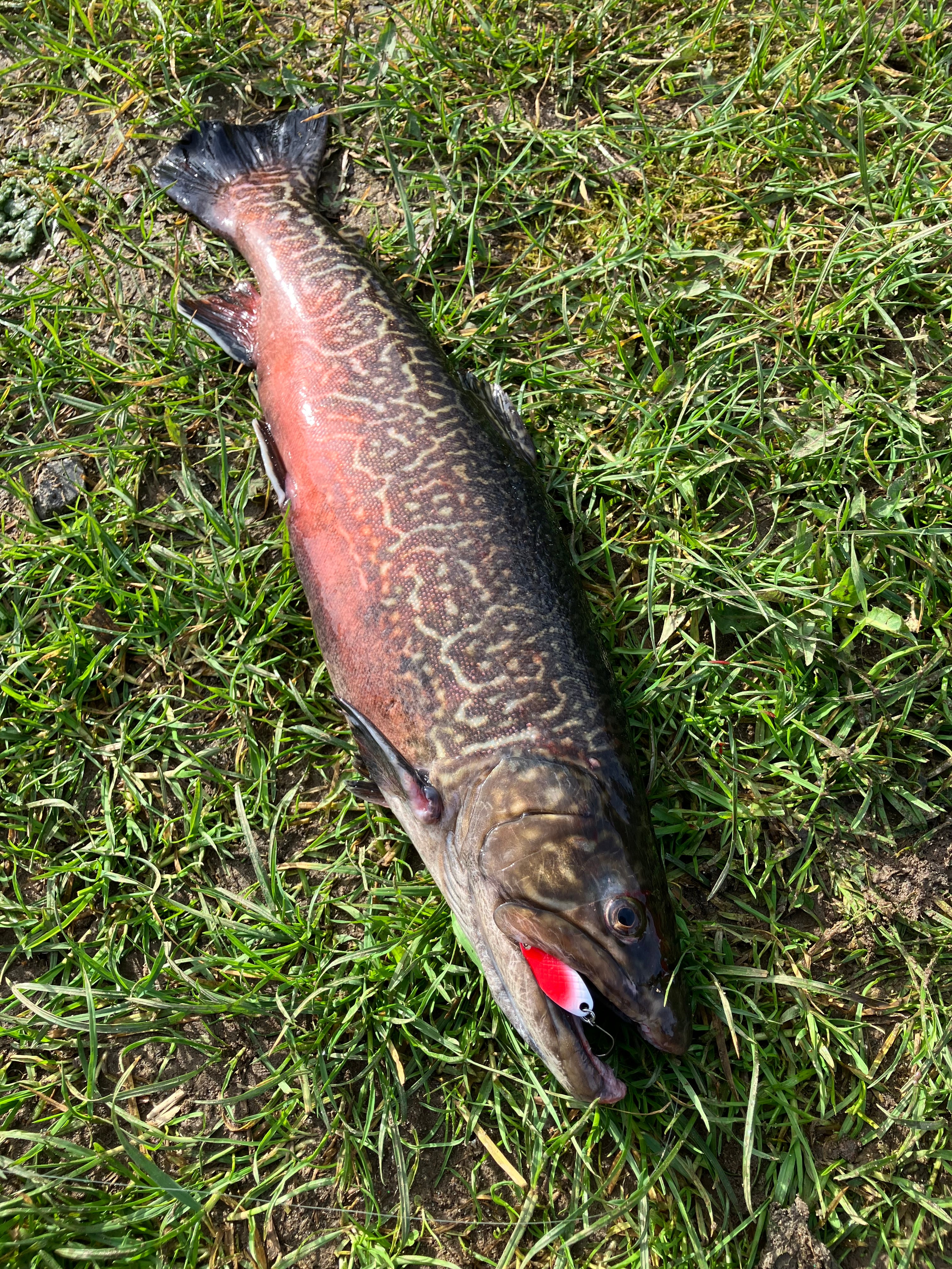 Gogo-Fishing-Tackle.de